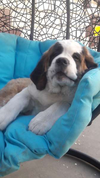 Щенки сенбернара в фото 117