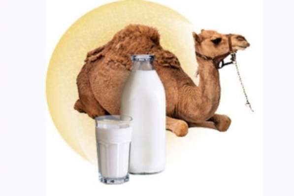 Молоко верблюда