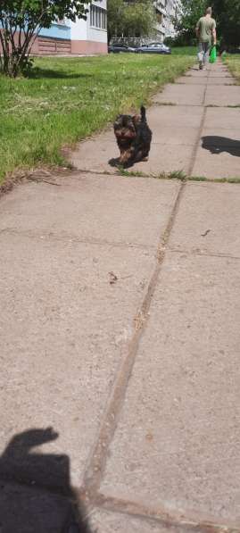 Шикарный щенок йорка в Набережных Челнах фото 7