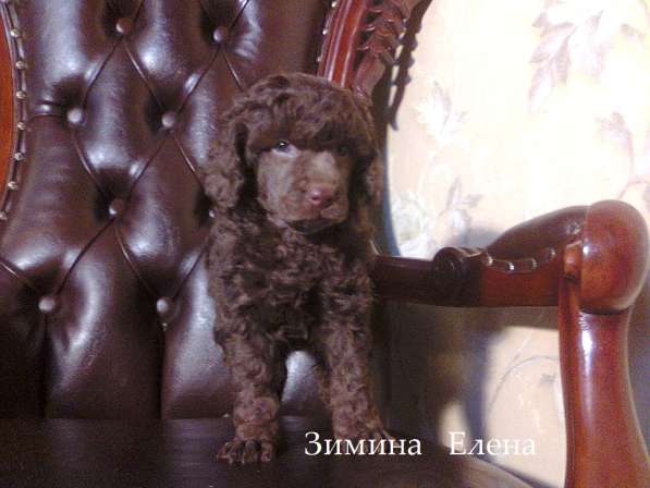 Девочка малого пуделя коричневого окраса в Москве