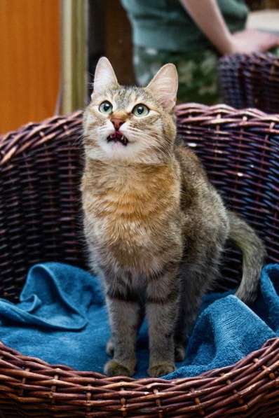 Полосатая кошечка Карамелька в добрые руки в Москве фото 17