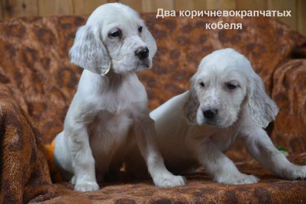 Английский сеттер щенки из элитного питомника в Москве фото 81