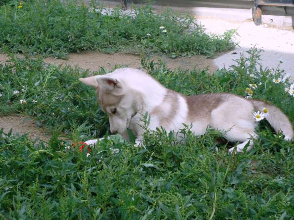 Продажа щенков Хаски в Новосибирске фото 12