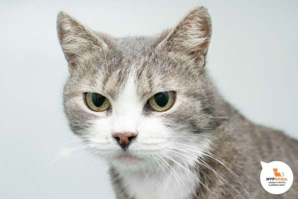 Паффи - кошка, способная восхищать