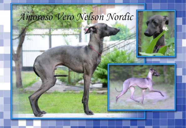 Щенки левретки питомника AMOROSO VERO