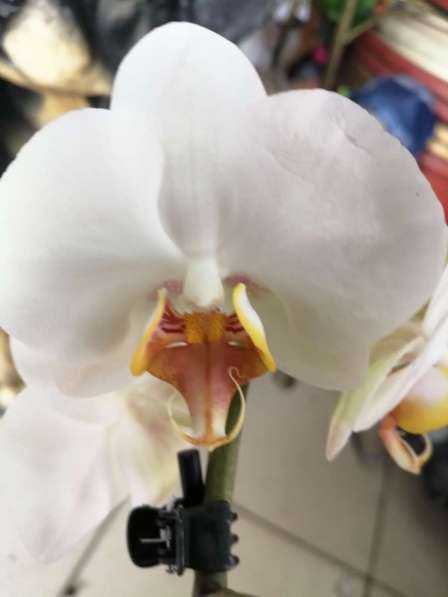 Орхидеи в Невинномысске фото 9