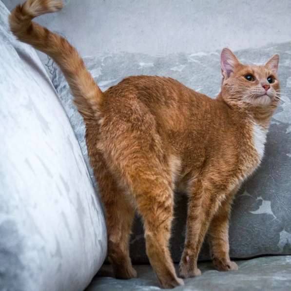 Невероятно ласковый кот Оскар ищет семью! в Москве фото 3