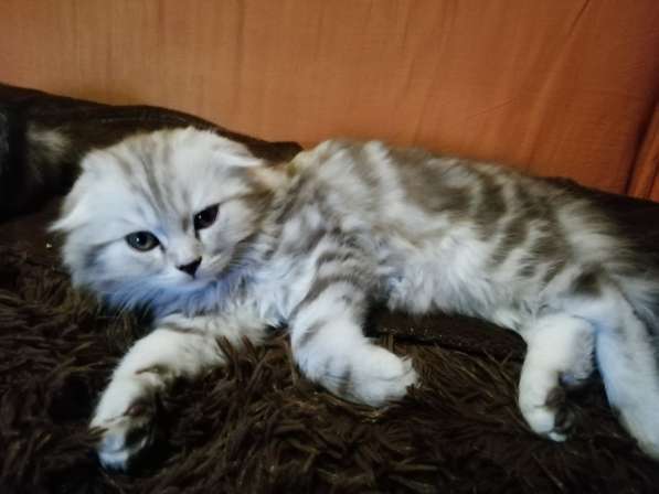 Продается кошечка в Анапе фото 5