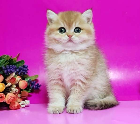 British Shorthair kittens ny12 and ny11 в Москве