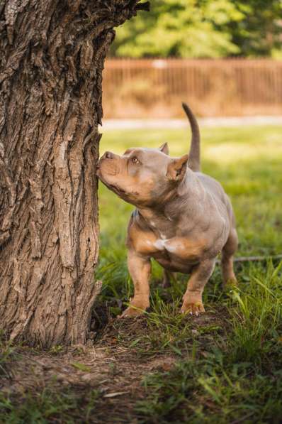 Шикарная девочка American Bully ABKC в Москве фото 6