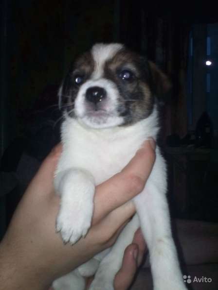 Отдаем щенят в хорошие руки в Новокузнецке фото 9