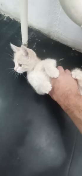 Персикового котенка отдадим в добрые заботливые руки в 