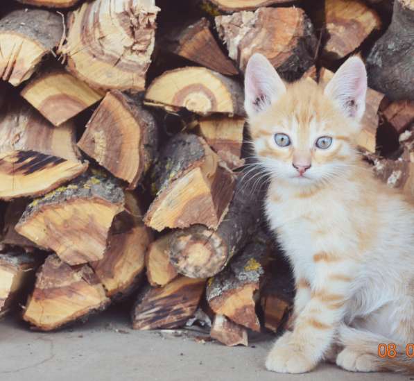 Пушистое чудо в Тамбове фото 6