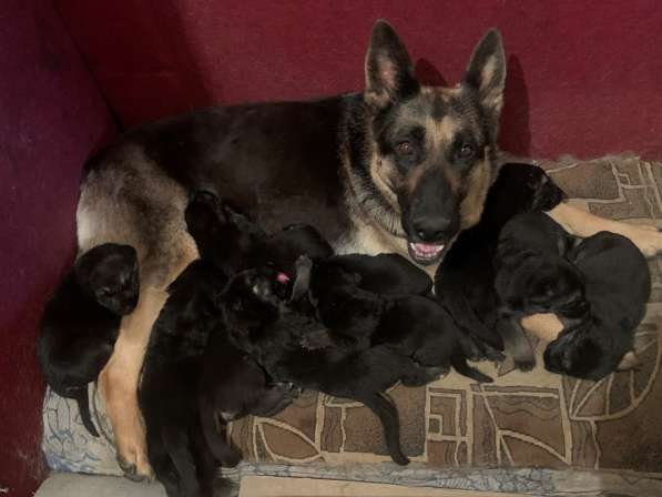 Щенки ВЕО с документами в Санкт-Петербурге фото 48