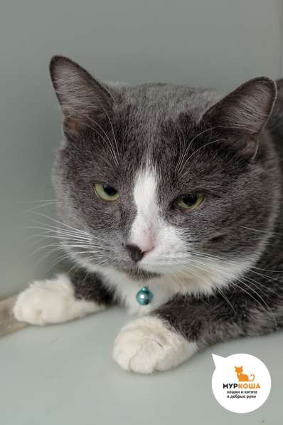 Котик Пончик