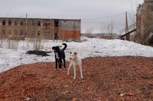 Собачки из приюта ищут любящих хозяев в Воркуте фото 19