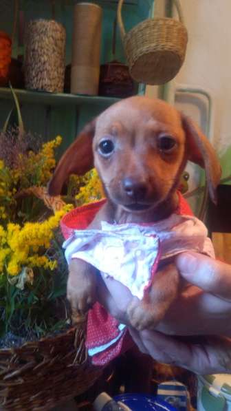 Щенки таксы миниатюрной в Твери фото 16