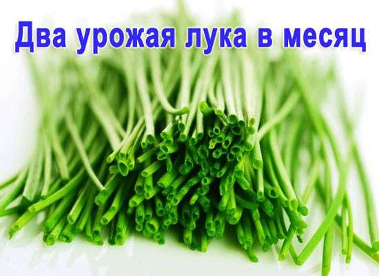 Чудо грядка Луковое Счастье оригинал выращивать зелёный лук в Москве