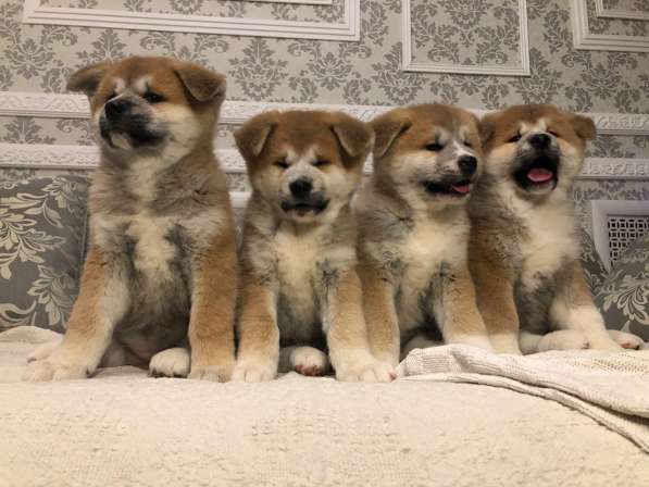 Акита ину щенки