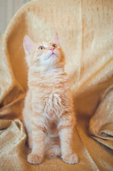 Предлагаются очаровательные рыжие котята в Санкт-Петербурге фото 6