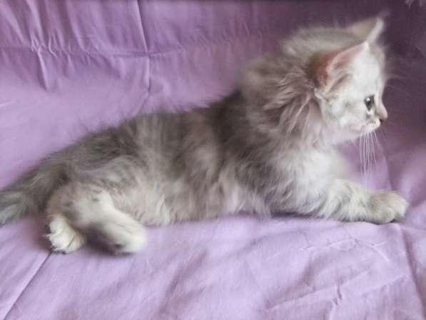 Шотландская вислоухая в Санкт-Петербурге фото 7