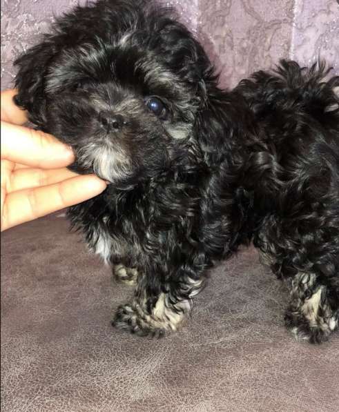 Мальтипу щенки в Краснодаре фото 6