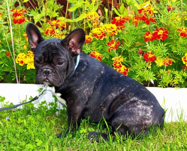 Подрощенные девочки (РКФ) в Москве фото 10