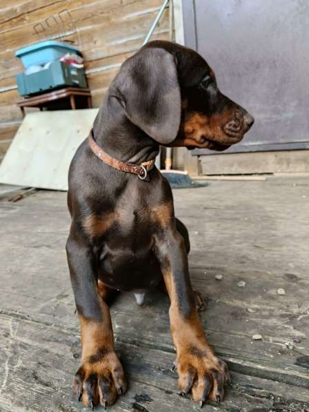 Щенки добермана от титулованных родителей в Санкт-Петербурге фото 3