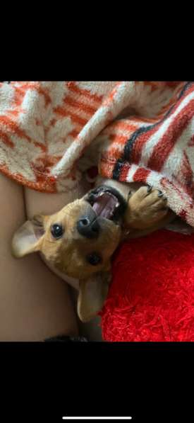 Щенок джек рассел в Майкопе фото 3