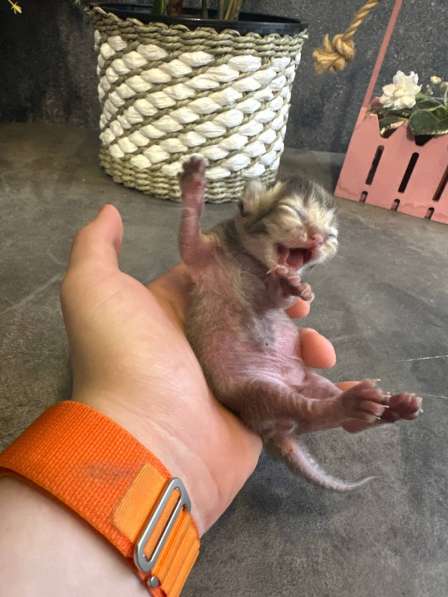 Котята, породы Британская золотая шиншила в Ставрополе фото 9