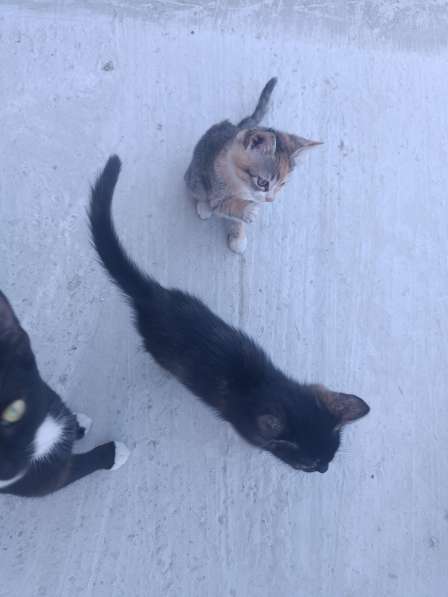 Котята даром в Керчи фото 4