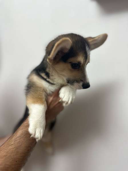 Щенок вельш-корги пемброк мальчик в Москве фото 3