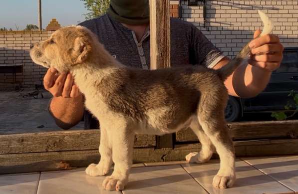 Кавказские волкодавы в Волгограде фото 8