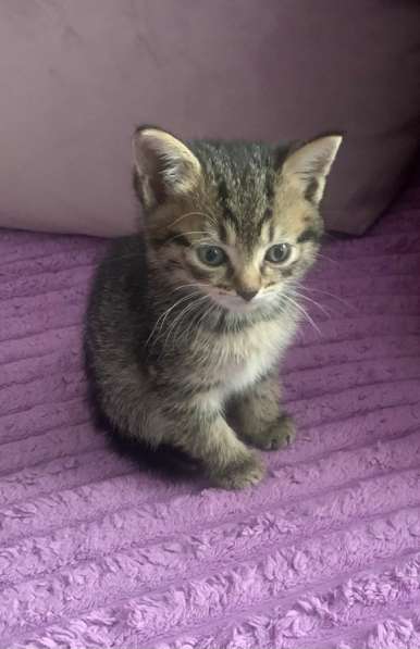 Котенок мальчик
