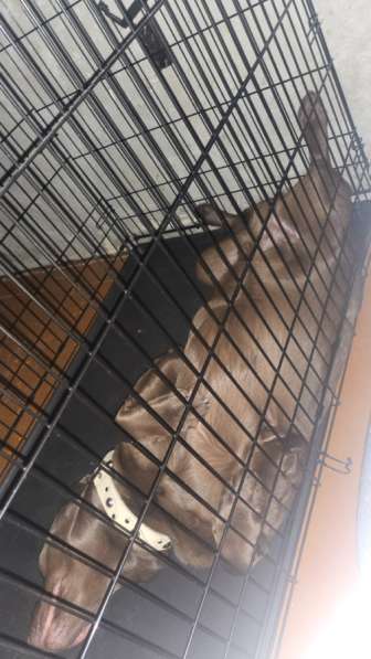 Продам клетку для собаки в Норильске фото 4