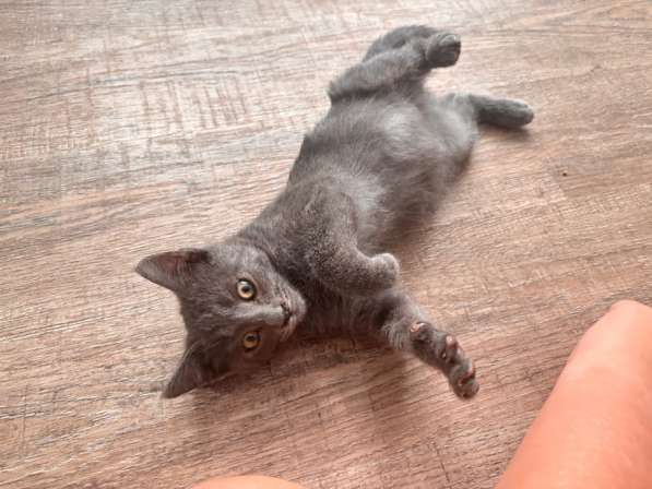Отдам котенка в добрые руки!
