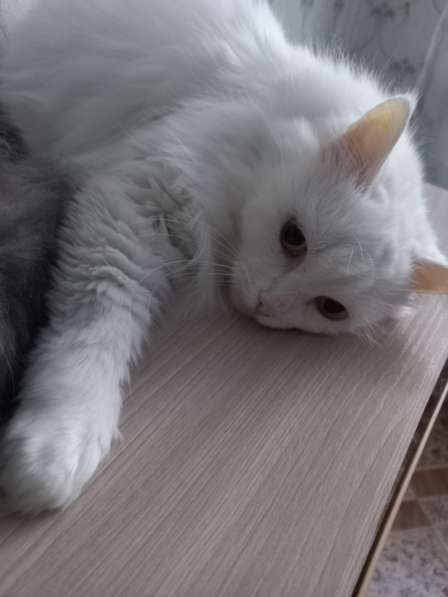 Кот сибиряк,4 года в Новосибирске фото 45