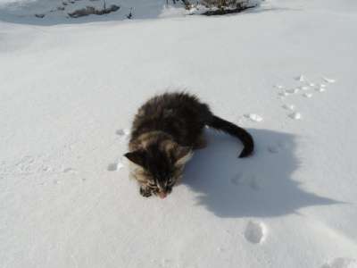 котята мейн-кун в Челябинске фото 4