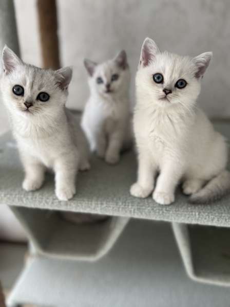 Reinrassige BKH Kitten mit blauen Augen в фото 3