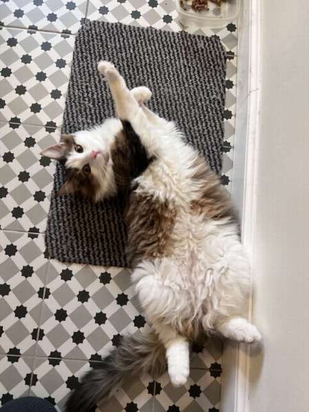 Ласковый котик Рон ищет семью! в Москве фото 5