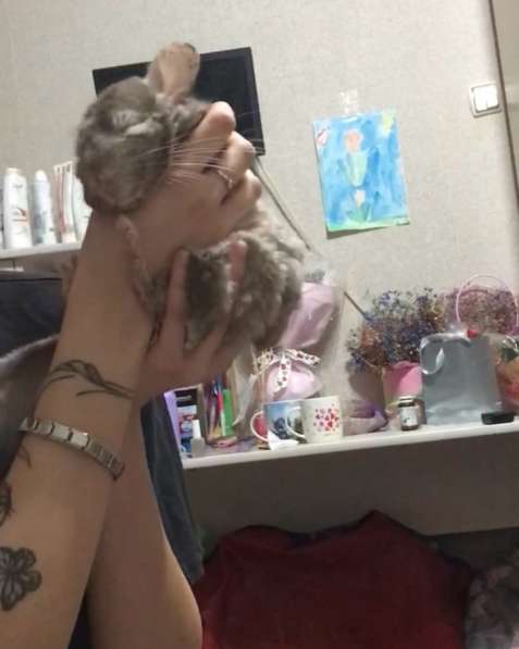 Продам шиншиллу! в Оренбурге