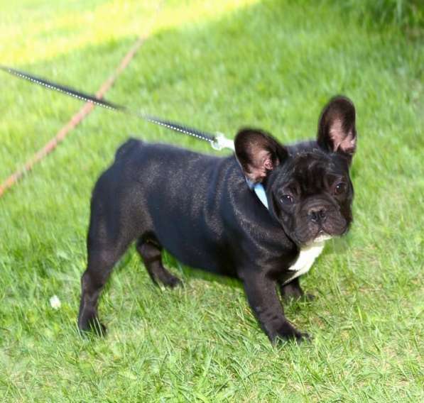 Подрощенные девочки (РКФ) в Москве фото 17