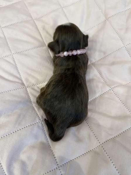 Йоркширский терьер цветной в Сургуте