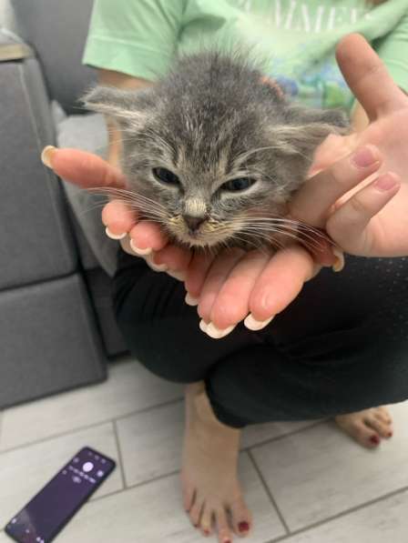 Котёнок в Черкесске