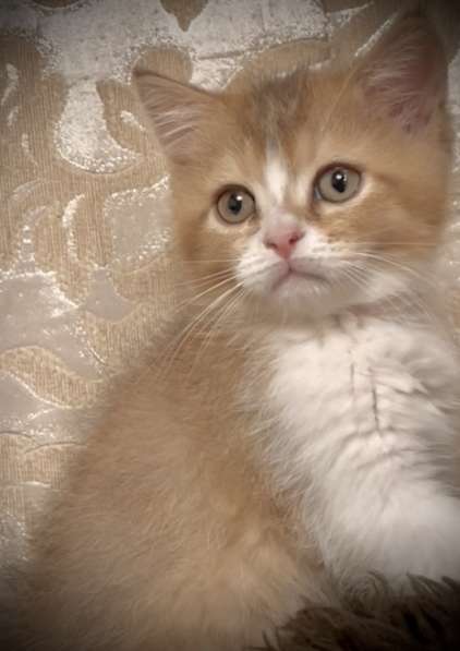 Шотландские котята в Москве фото 5