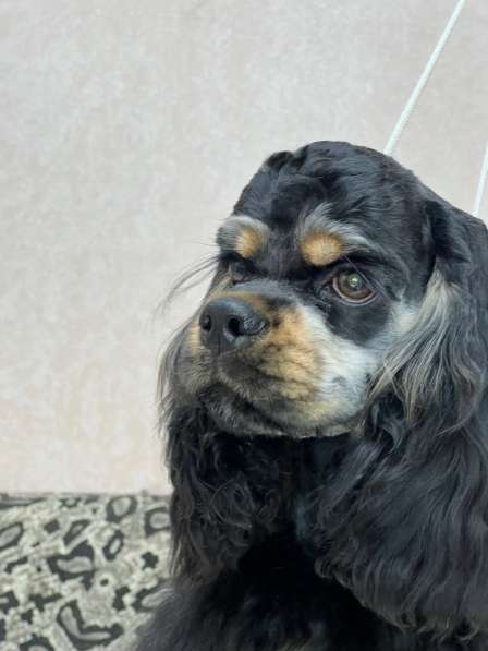 Американский кокер спаниель