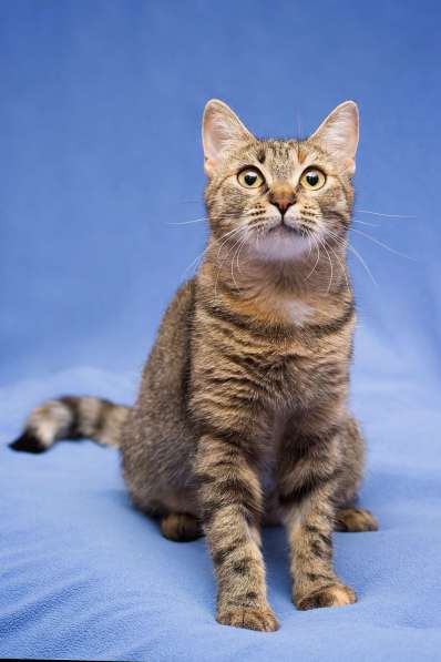 Очаровательная полосатая кошечка Джуля в добрые руки