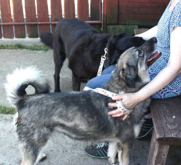 Ласковая, жизнерадостная позитивная Златочка ждет свою семью в Москве фото 4