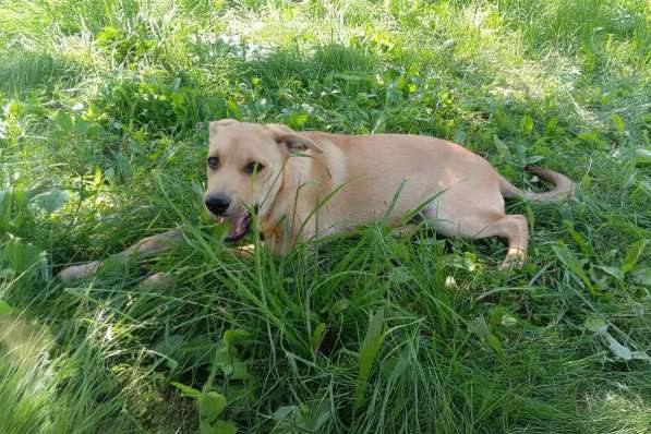 Замечательная собака-охранница Лиска в дар в фото 6