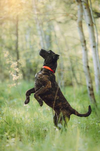 Мудрая Миранда ищет дом в Москве фото 3